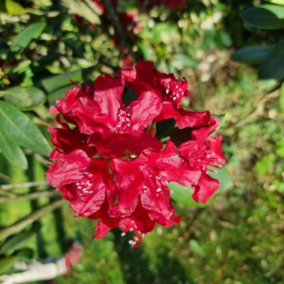 Slop.org.pl Dabrowa Gornicza Park Swierklaniec 05