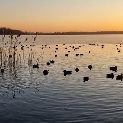Slop.org.pl Dabrowa Gornicza Jezioro Pogoria 3 15