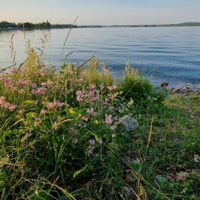 Slop.org.pl Dabrowa Gornicza Jezioro Pogoria 4 02